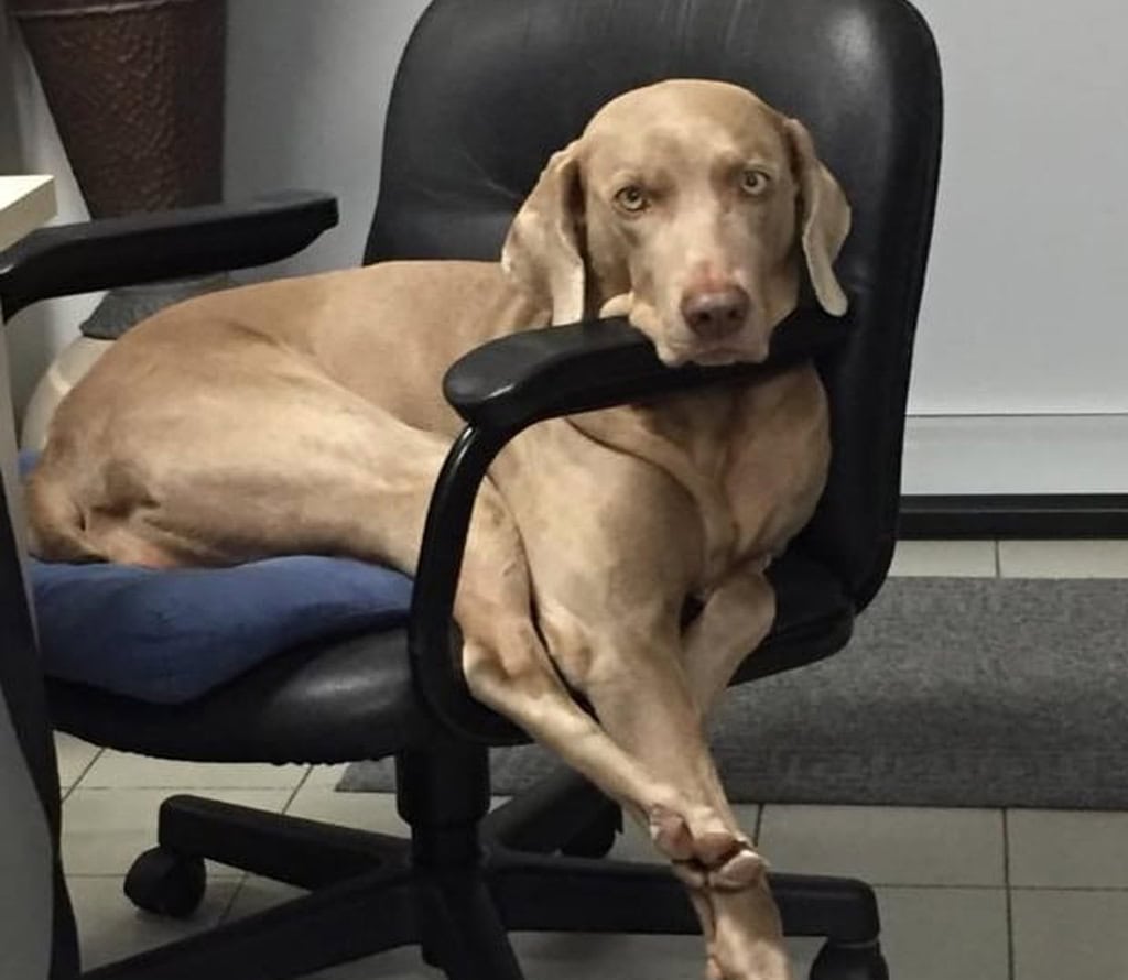 Il cane Penny sulla poltrona da ufficio